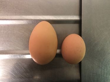 29134641_2030212453886166_32794425_n (1)